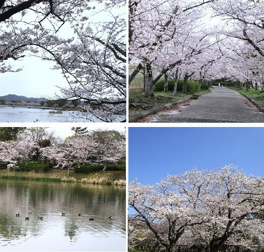 大池公園の桜1.jpg